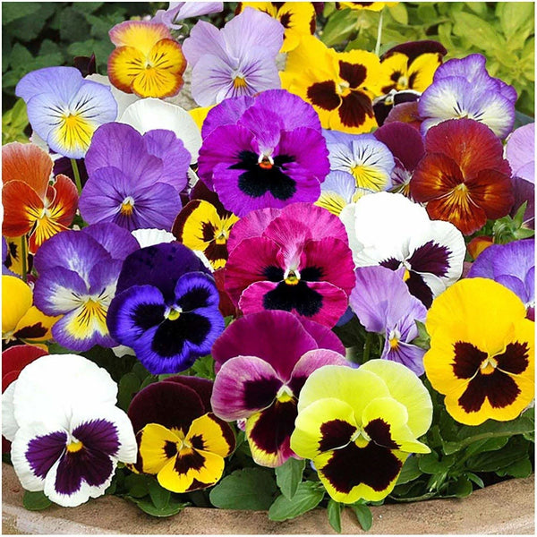 Swiss Giants Pansy Seeds