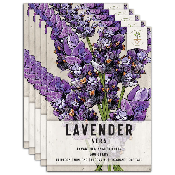 Vera Lavender Seeds For Planting "True English" (Lavandula angustifolia)