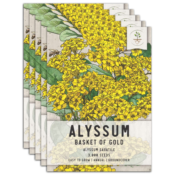 Basket of Gold Alyssum Seeds For Planting (Aurinia saxatilis)