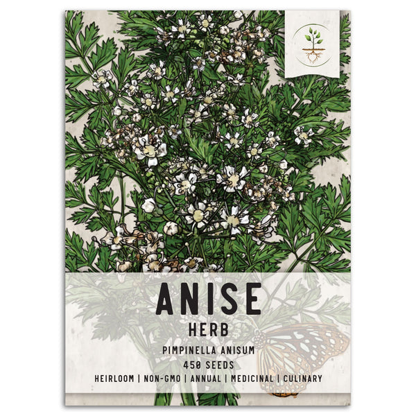 Anise Herb Seeds For Planting (Pimpinella anisum)