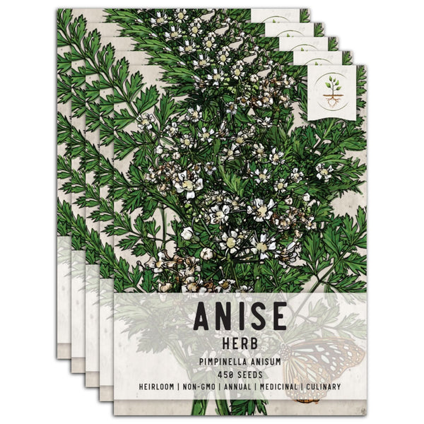 Anise Herb Seeds For Planting (Pimpinella anisum)