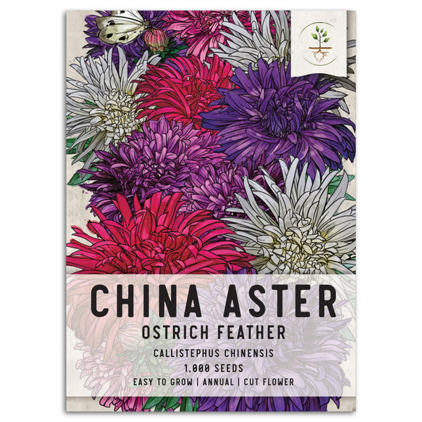 Ostrich Feather China Aster Seeds For Planting (Callistephus chinensis)