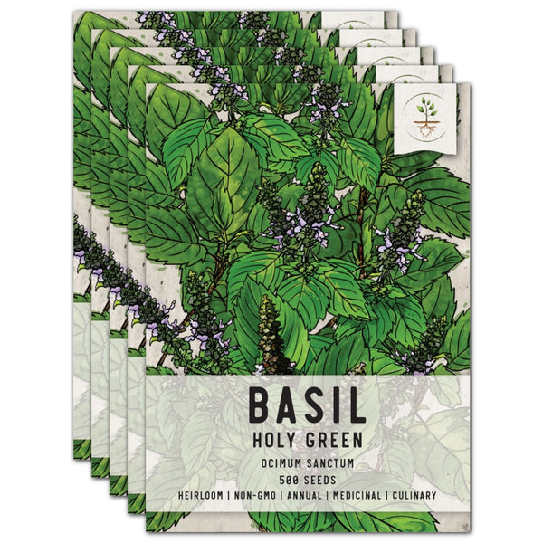 Holy Basil Herb Seeds For Planting (Ocimum sanctum)