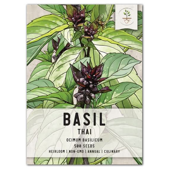 thai basil seeds from plant Thai Basil Seeds For Planting (Ocimum basilicum) – Seed Needs LLC