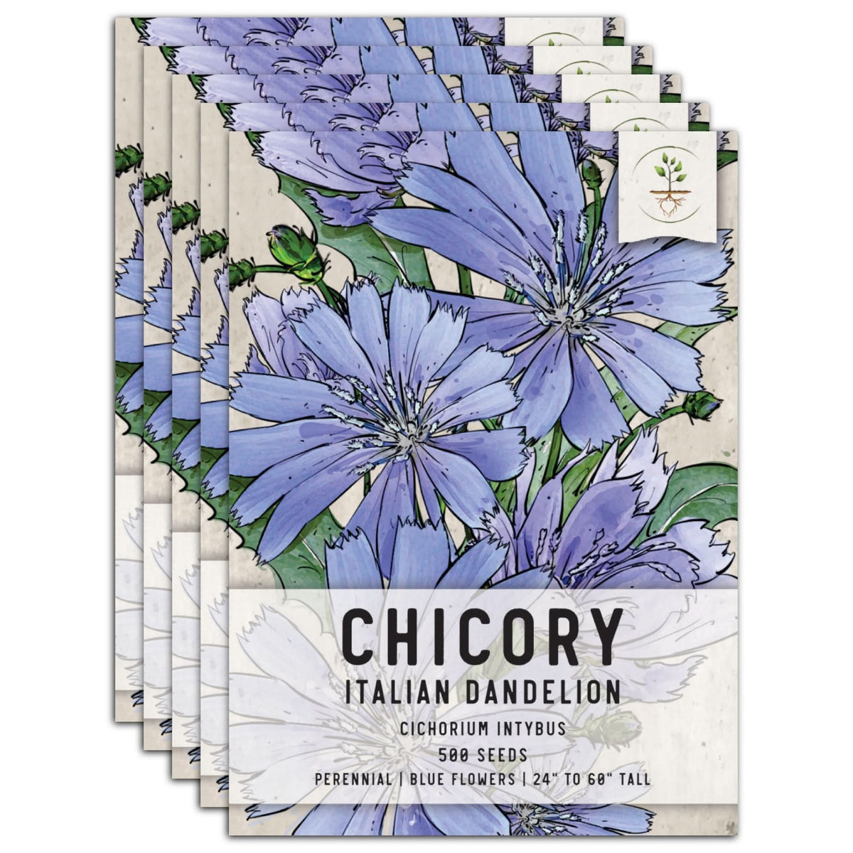chicory flower seeds Chicory Seeds For Planting (Cichorium intybus) Seed Needs – Seed Needs LLC