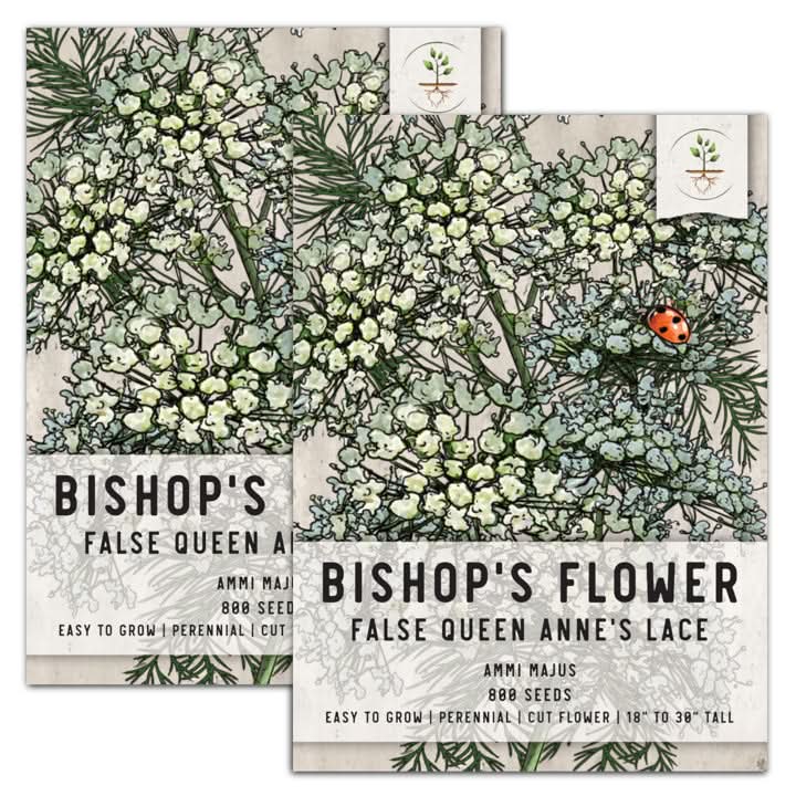 ammi flower seeds Bishop's Flower Seeds For Planting (Ammi majus) Seed Needs – Seed Needs LLC