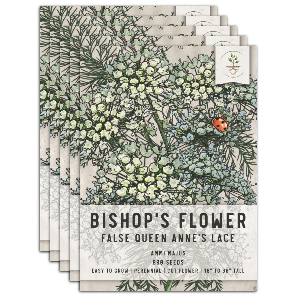 encap flower seeds Bishop's Flower Seeds For Planting (Ammi majus) Seed Needs – Seed Needs LLC