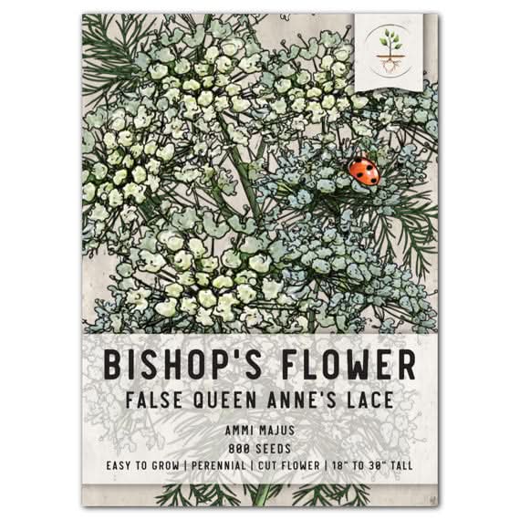 growing bishop's flower from seed Bishop's Flower Seeds For Planting (Ammi majus) Seed Needs – Seed Needs LLC