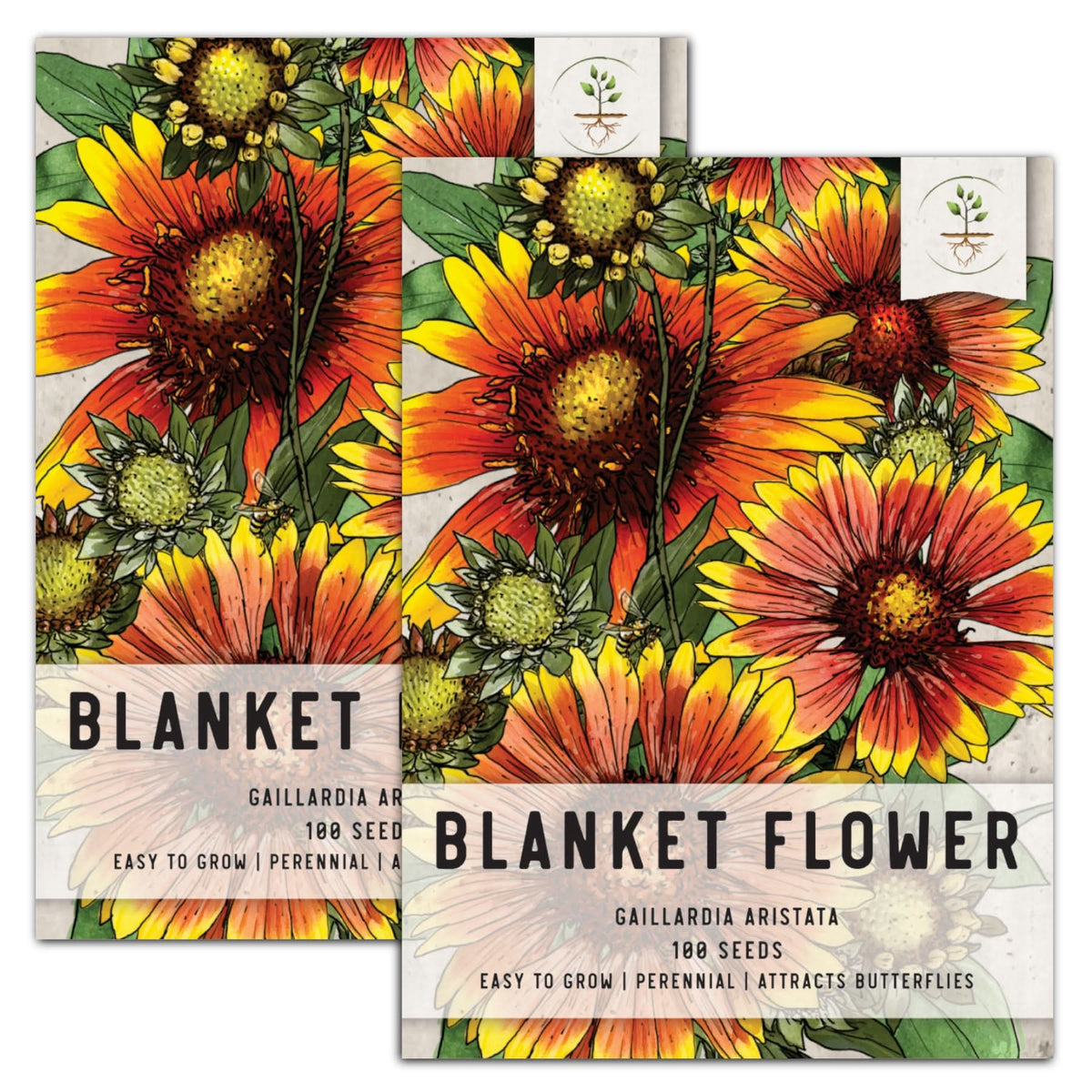 amazon perennial flower seeds Blanket Flower Seeds (Gaillardia aristata)