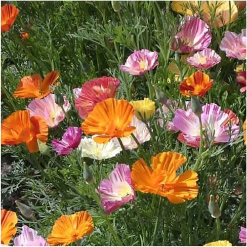 Ballerina Blend California Poppy Seeds For Planting