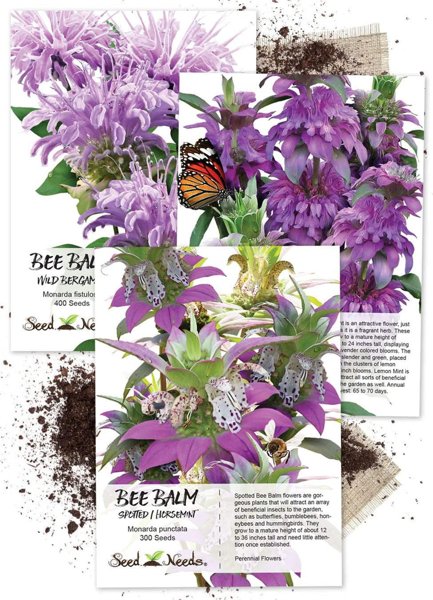 planting bee balm seeds Bee Balm Seed Packet Collection / Seed Trio