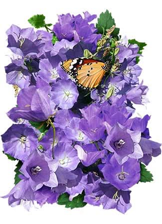 Tussock Bellflower Seeds For Planting (Campanula carpatica)