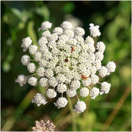 Bishop's Flower seeds for planting
