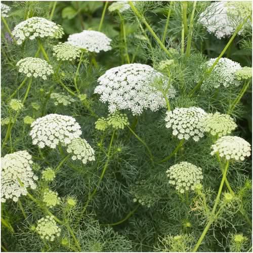 Bishop's Flower seeds for planting