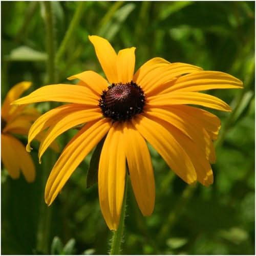 Black-Eyed Susan