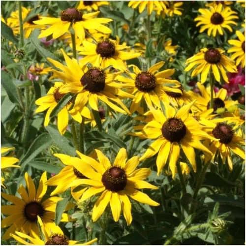 Black-Eyed Susan