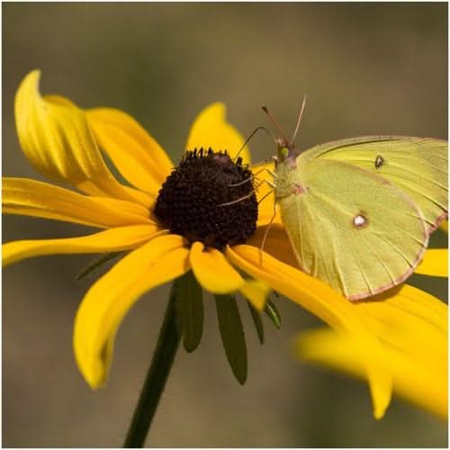 Black-Eyed Susan