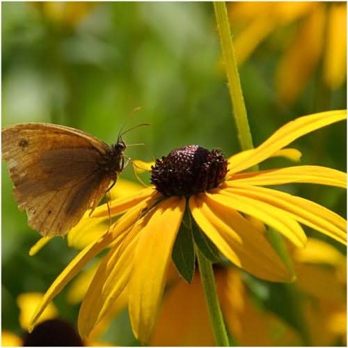 Black-Eyed Susan