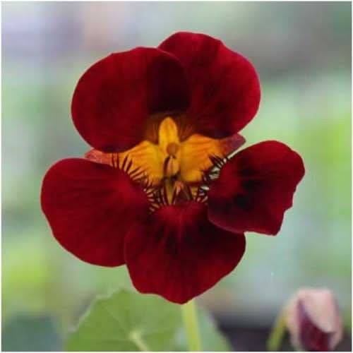 black velvet flower seeds Black Velvet Nasturtium Seeds For Planting (Tropaeolum minus) – Seed Needs LLC
