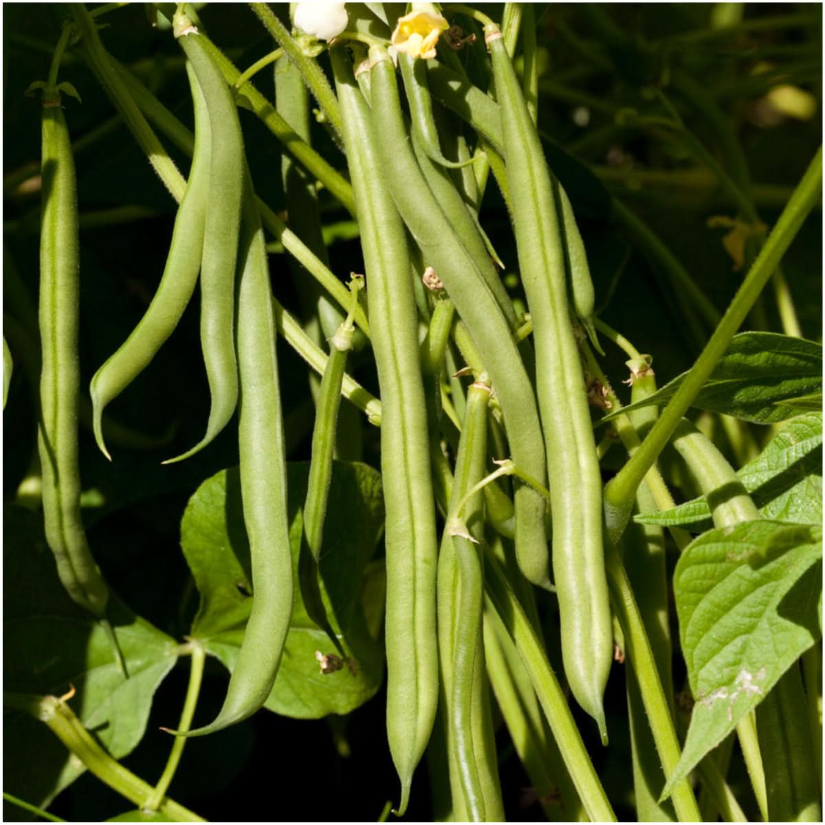 Blue Lake 274 Bush Bean Seeds For Planting (Phaseolus vulgaris) Seed Needs LLC