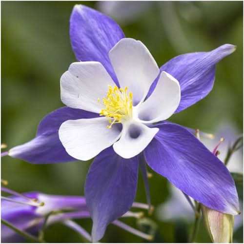blue star columbine seeds for planting