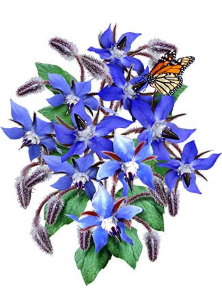 blue borage seeds