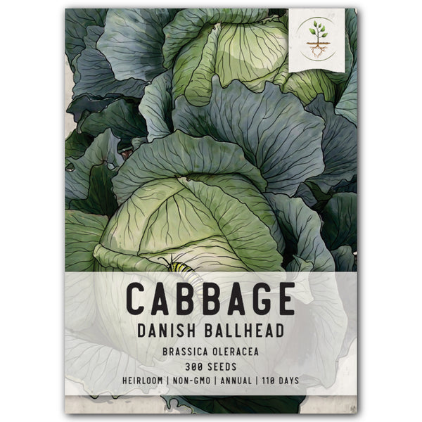 Danish Ballhead Cabbage Seeds For Planting 