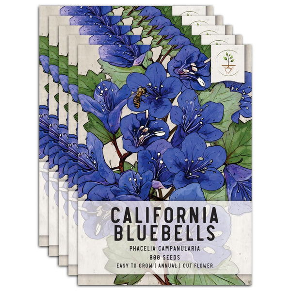California Bluebell Seeds For Planting (Phacelia campanularia)