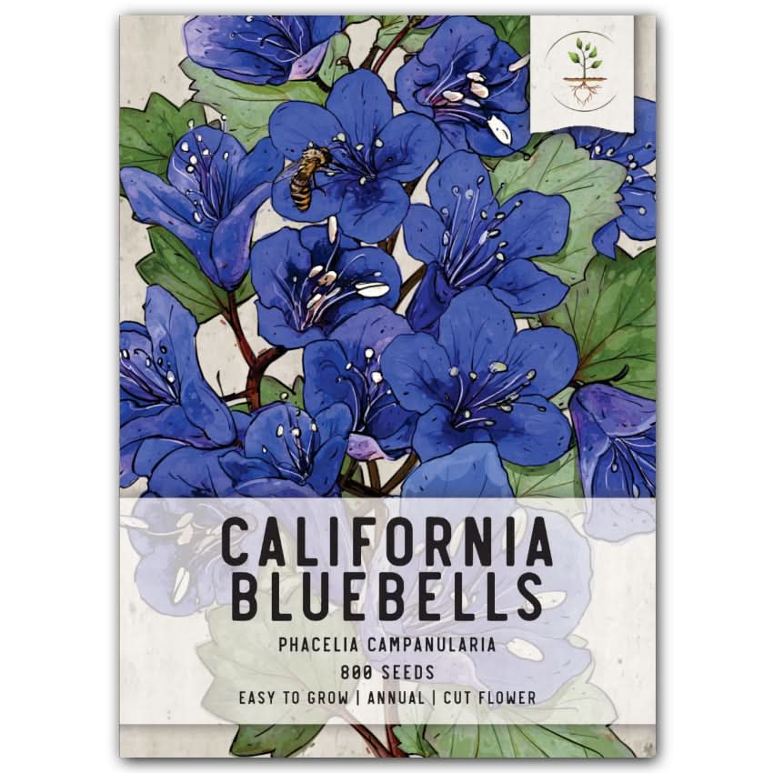 California Bluebell Seeds For Planting (Phacelia campanularia) Seed Needs LLC