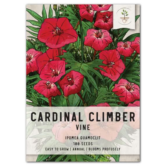 seeds for climbing plants Cardinal Climber Seeds For Planting (Ipomea quamoclit) Seed Needs – Seed  Needs LLC