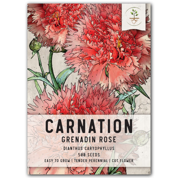 Grenadin Rose Carnation Seeds For Planting (Dianthus caryophyllus)