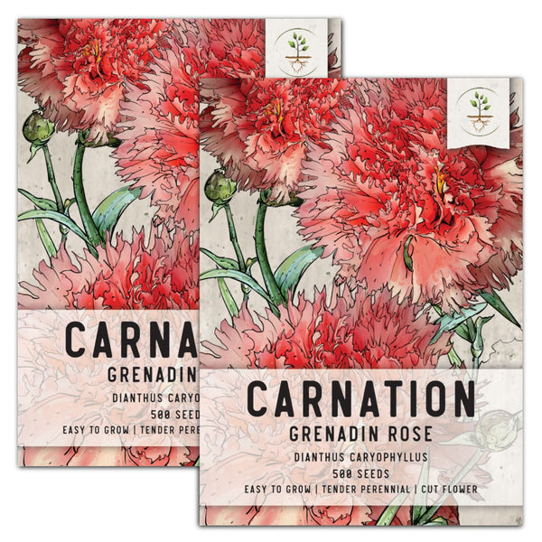 Grenadin Rose Carnation Seeds For Planting (Dianthus caryophyllus)