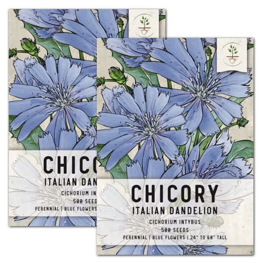 Chicory Seeds For Planting (Cichorium intybus) Seed Needs – Seed Needs LLC
