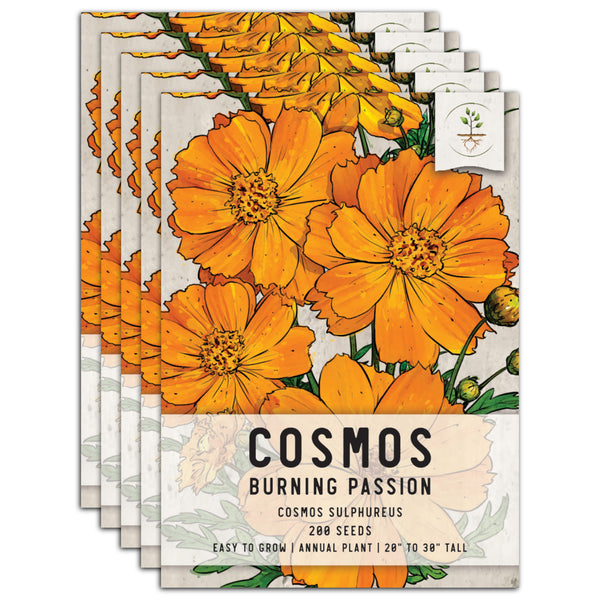 Burning Passion Cosmos Seeds For Planting (Cosmos sulphureus)