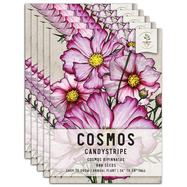 Candystripe Cosmos Seeds For Planting (Cosmos bipinnatus)