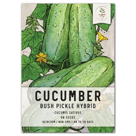 cucumber planting seeds Bush Pickle Cucumber Seeds For Planting (Cucumis sativus) Seed Needs – Seed  Needs LLC