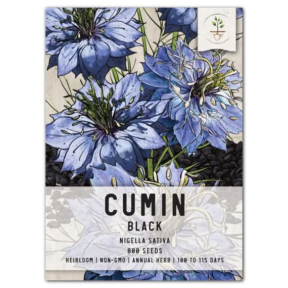 planting cumin seeds Black Cumin Herb Seeds (Nigella sativa)