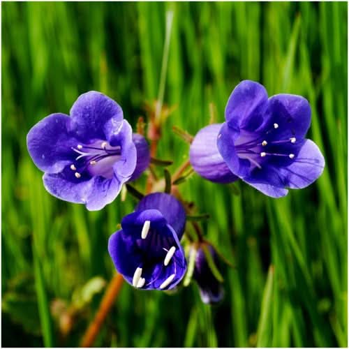 California Bluebell
