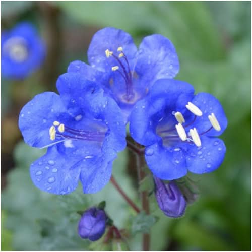 California Bluebell