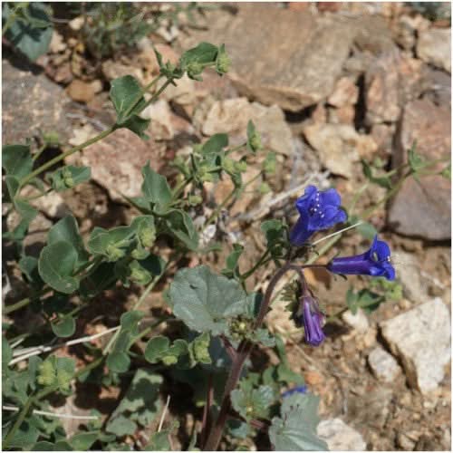 California Bluebell