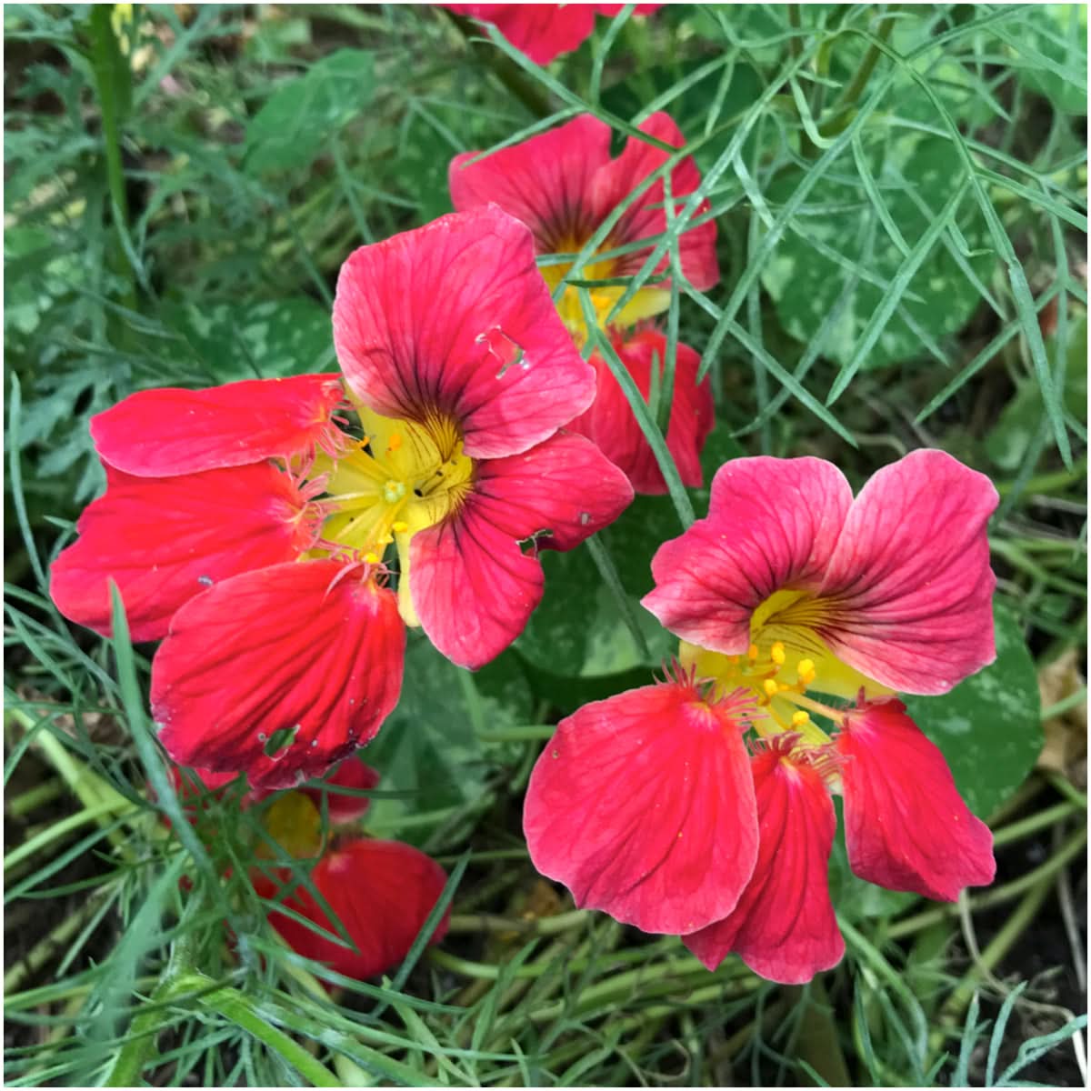 nasturtium cherry rose seeds Cherry Rose Nasturtium Seeds For Planting (Tropaeolum minus) – Seed Needs  LLC