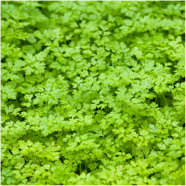 Parsley Seed Collection