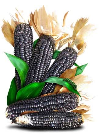 blue corn seeds for planting Blue Hopi Ornamental Corn Seeds (Zea mays)