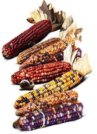 Ornamental Corn Seeds For Planting, Carousel Mixture (Zea mays)