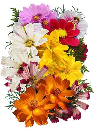 Crazy Blend Cosmos Seeds For Planting – Seed Needs LLC