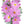 Pinkie Cosmos Seeds For Planting (Cosmos bipinnatus)
