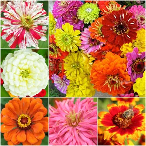 Crazy Mixed Zinnia Seeds For Planting (Zinnia elegans) Seed Needs