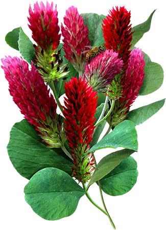 Crimson Clover Seeds For Planting (Trifolium incarnatum) – Seed Needs LLC