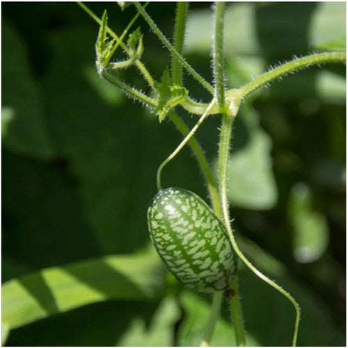 Cucamelon seeds for planting
