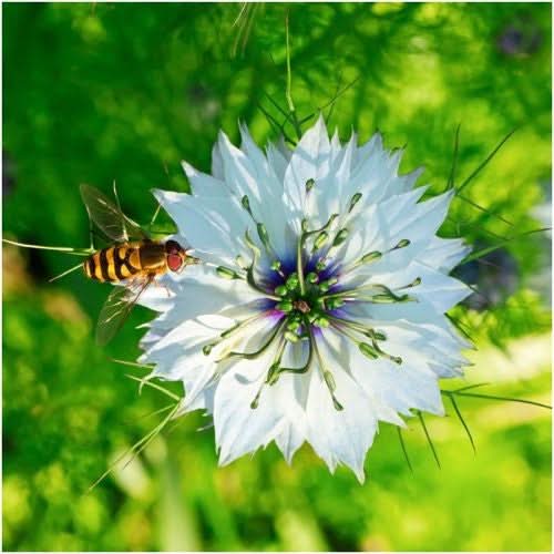 black cumin herb seeds for planting